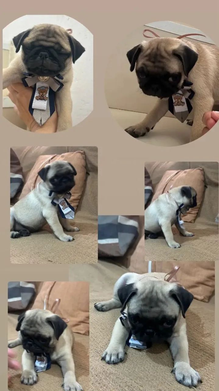 Pug com pedigree  - Foto 4