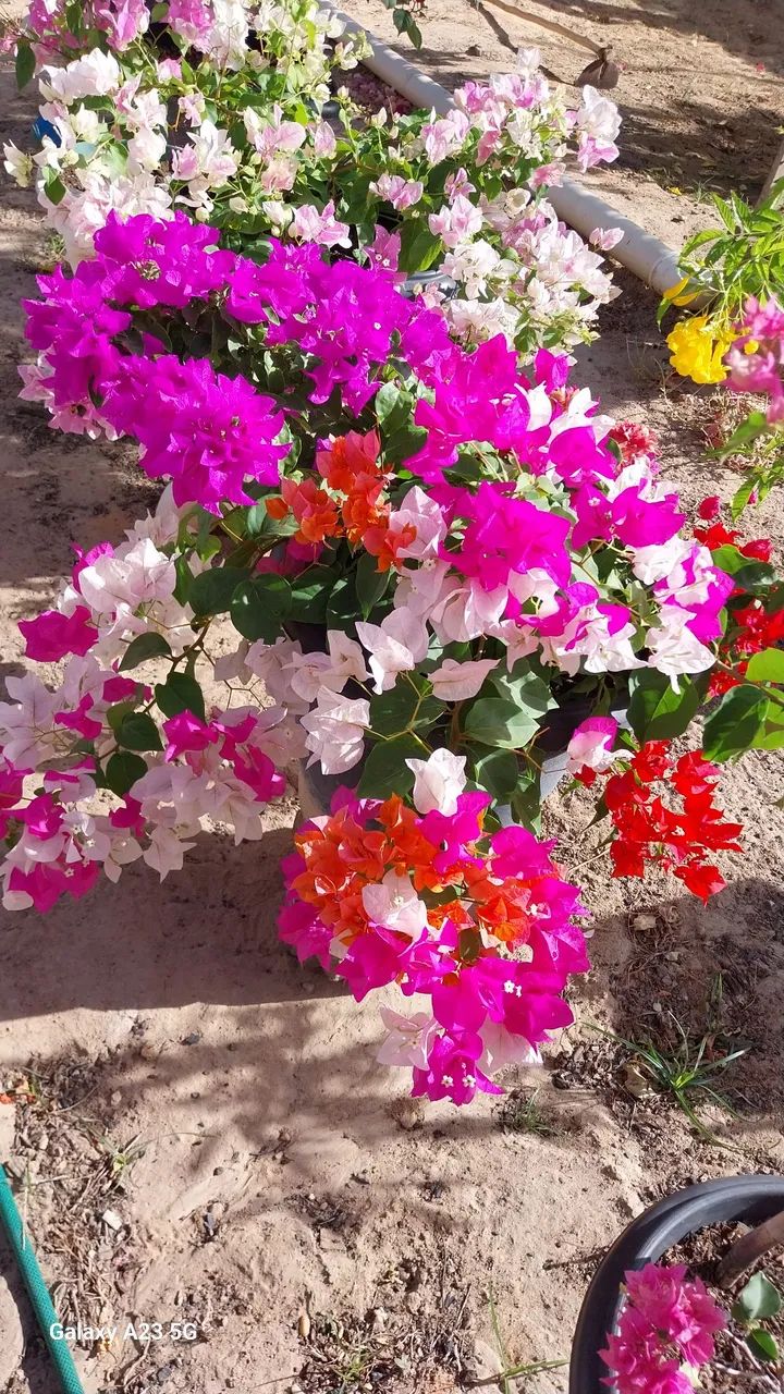 Vende-se plantas  - Foto 6