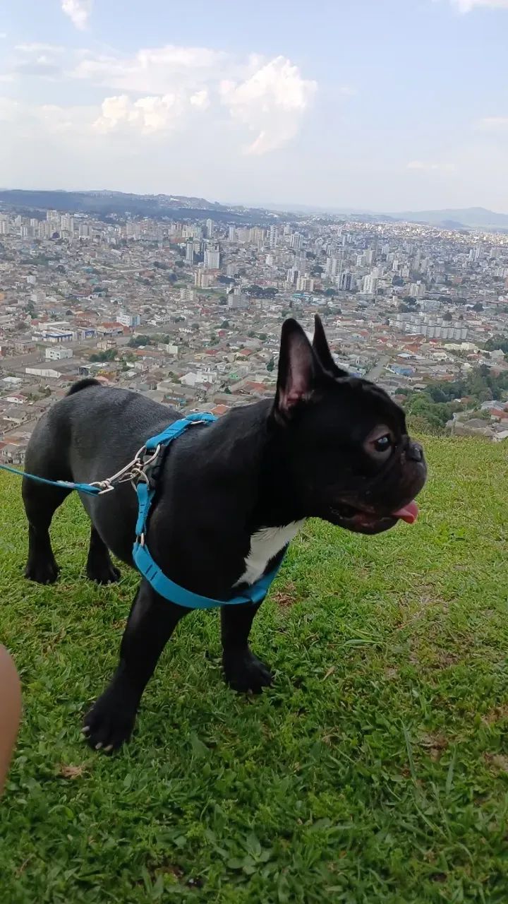 Buldogue francês  - Foto 5