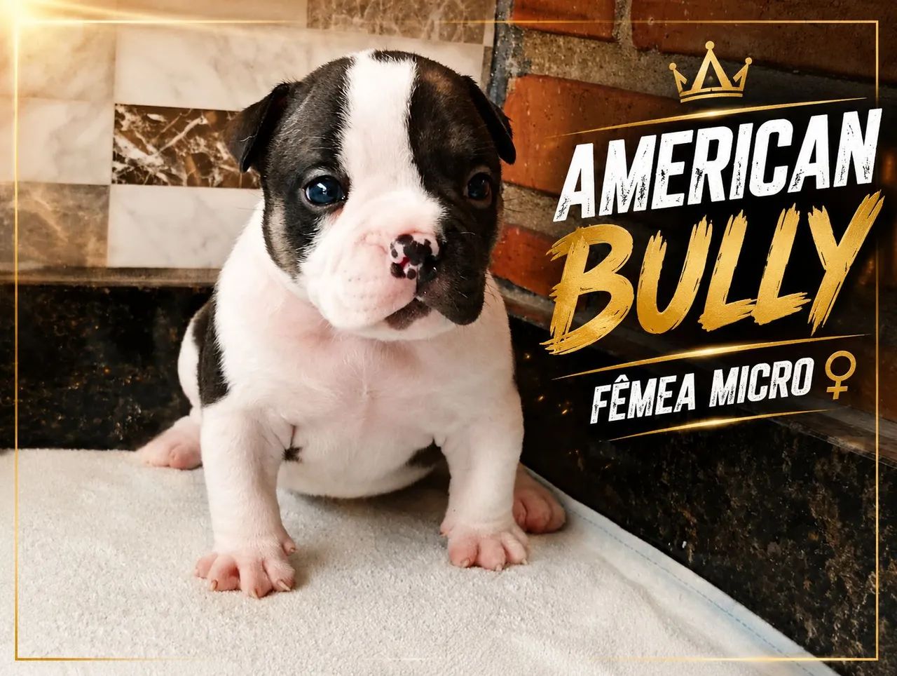 Filhotes American bully  - Foto 3
