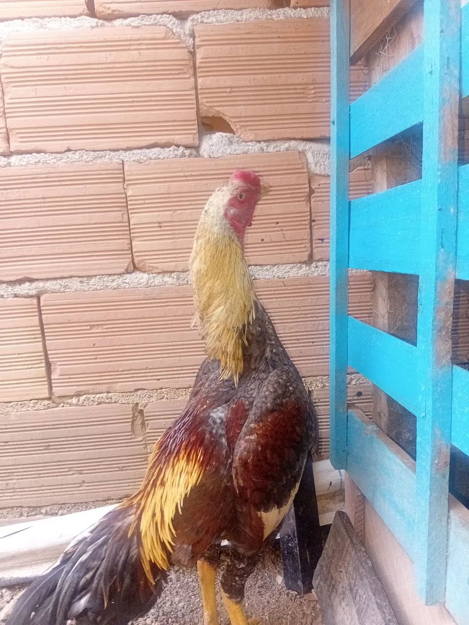 Frango indio  - Foto 3