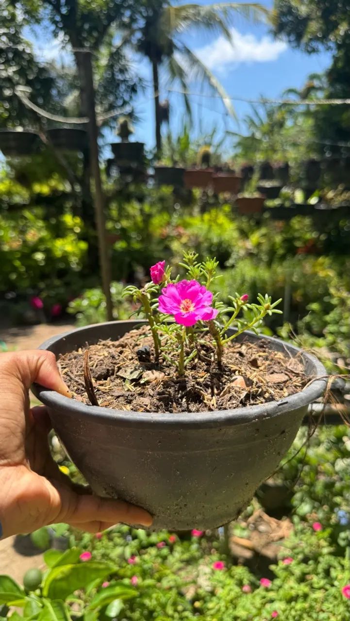 Plantas para todos os ambientes  - Foto 3