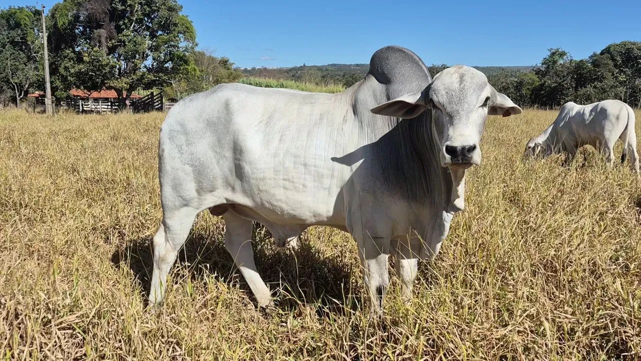 Touro Tabapuã  - Foto 2