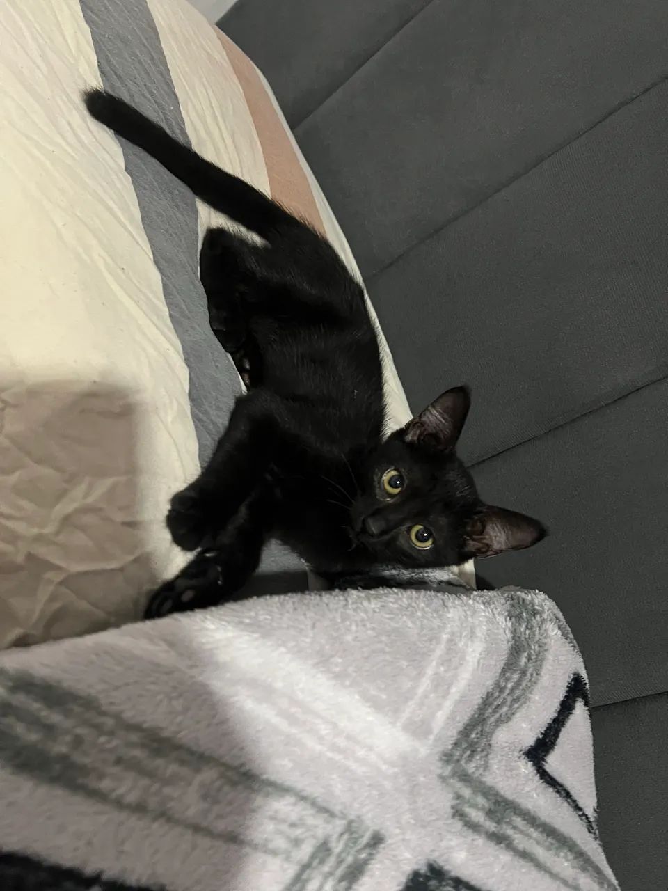 Gatos 