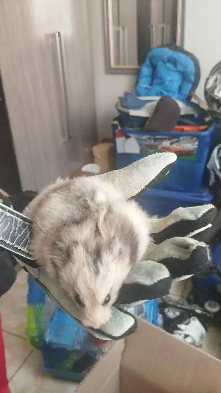 Doando Hamsters  - Foto 3