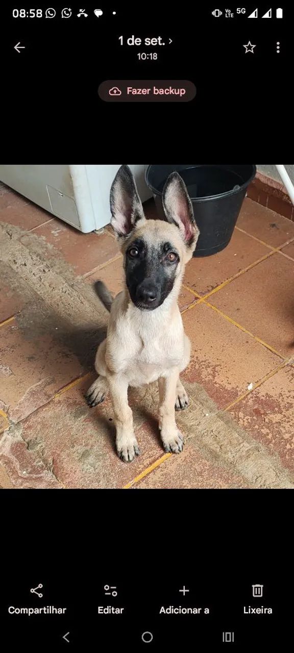 Pastora malinois belga 