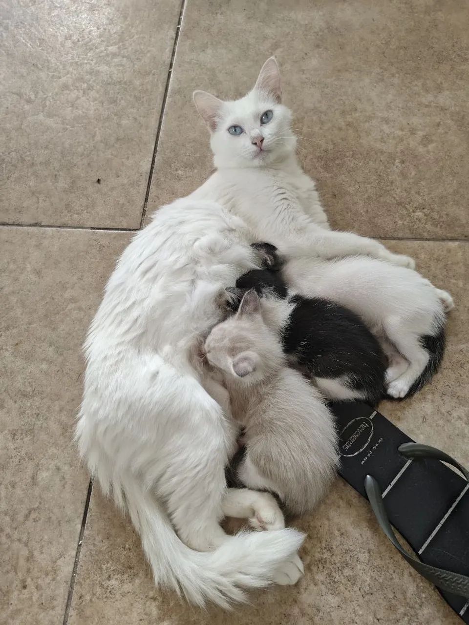 Adoção responsável  - Foto 4