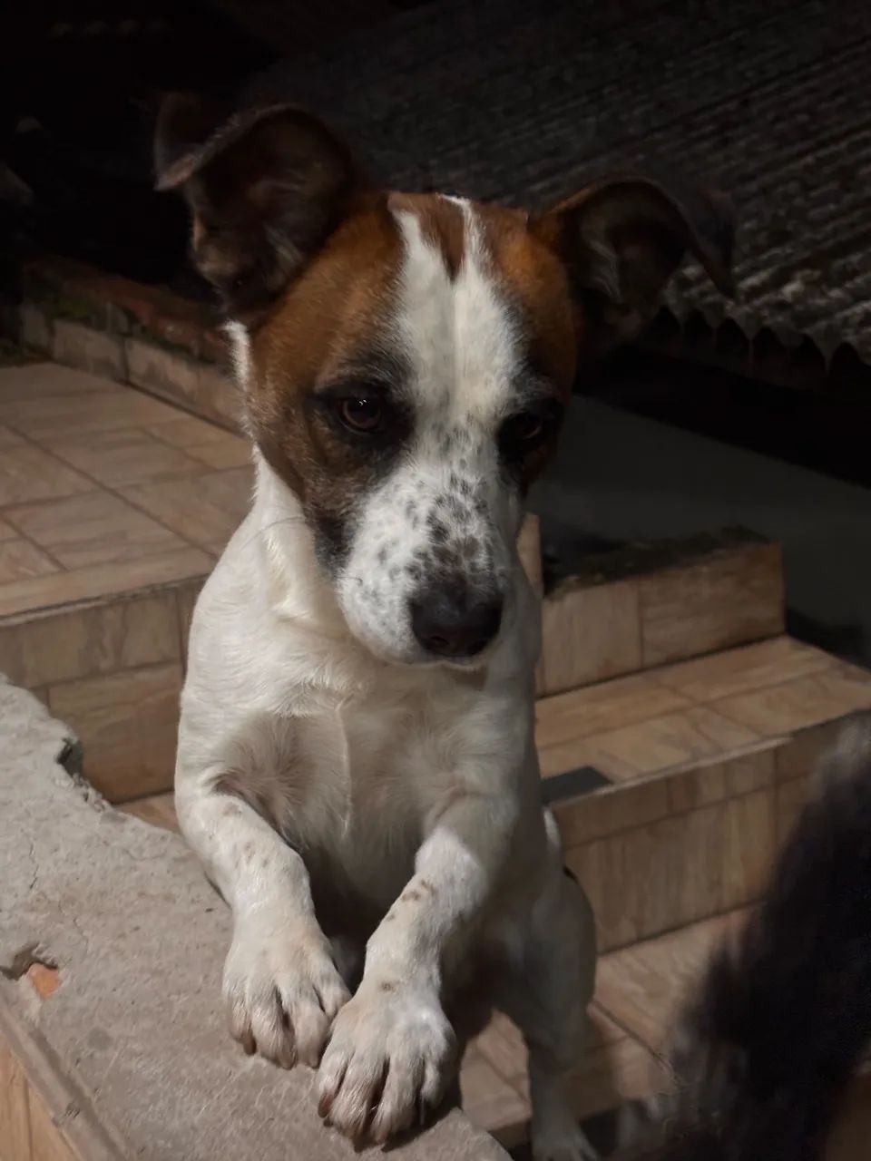 Cachorro para adoção responsável  - Foto 3