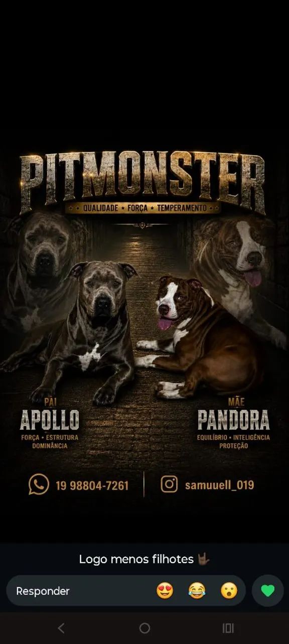 Filhotes de pitmonster disponíveis 