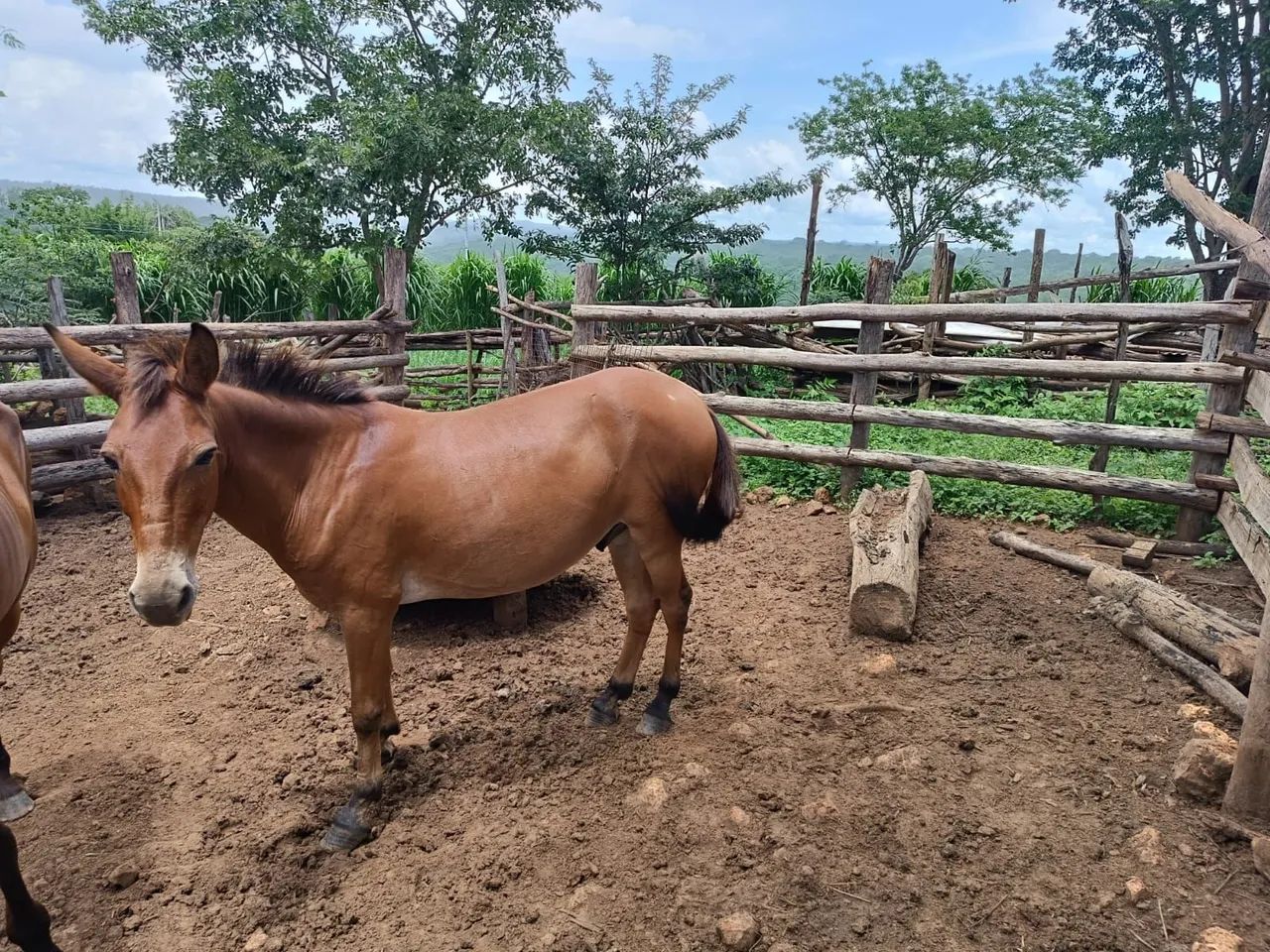 Vendo Burro  - Foto 4