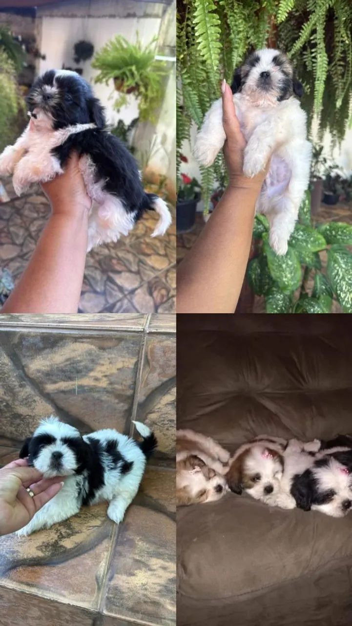 Shih Tzu lindo 
