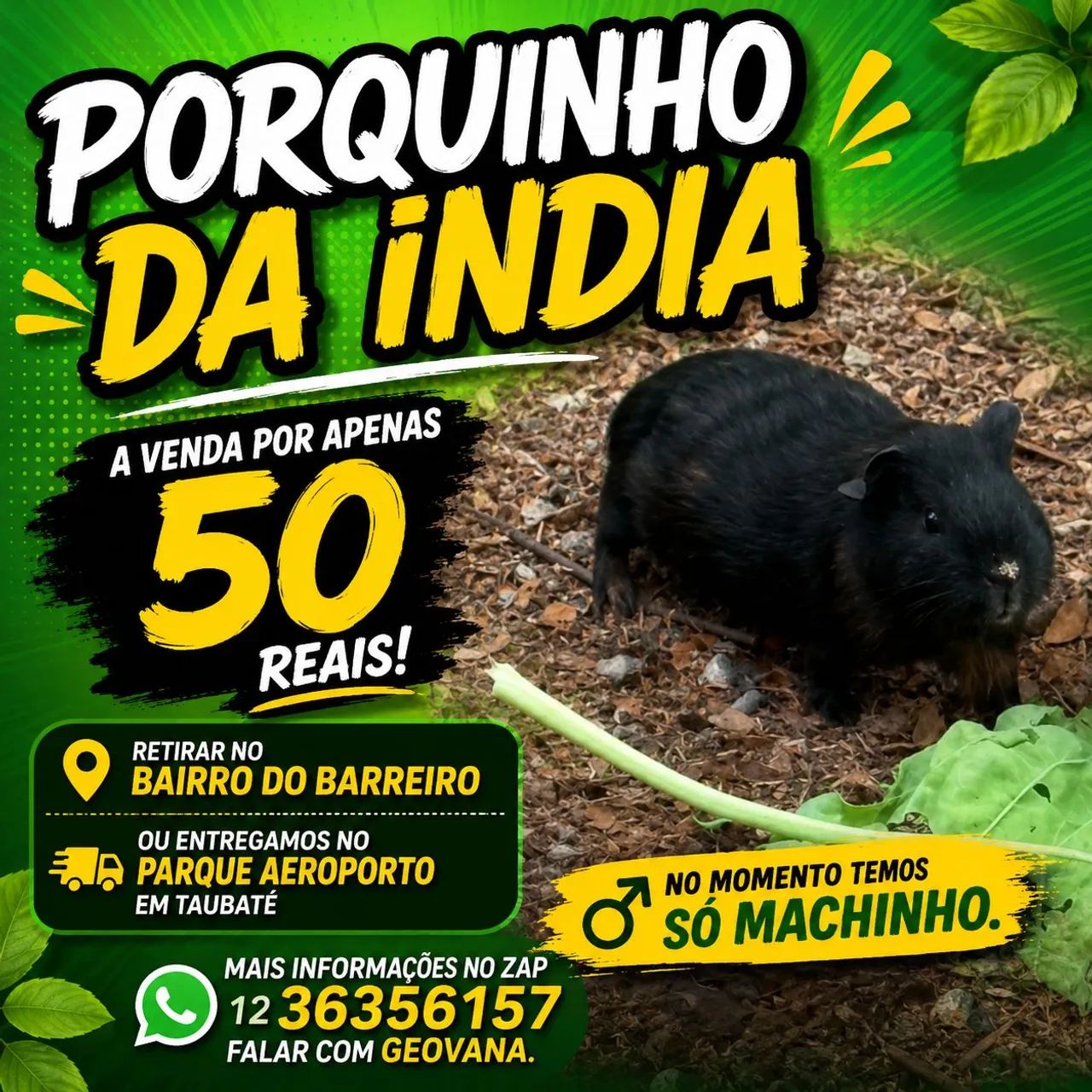 Porquinho da Índia Machinho 
