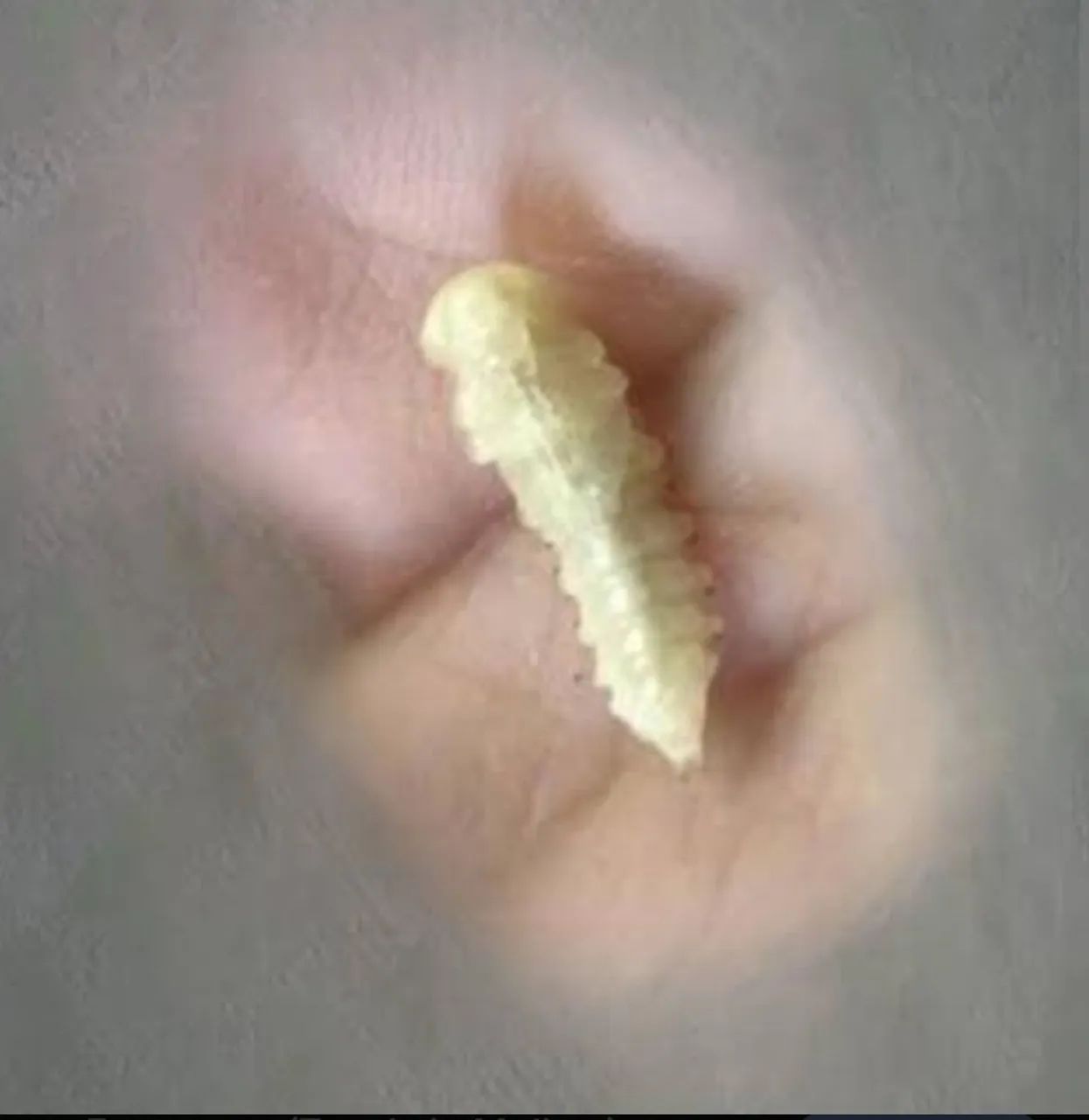 TENEBRIO MOLITOR ALIMENTO PARA REPTES E PEIXES es - Foto 3