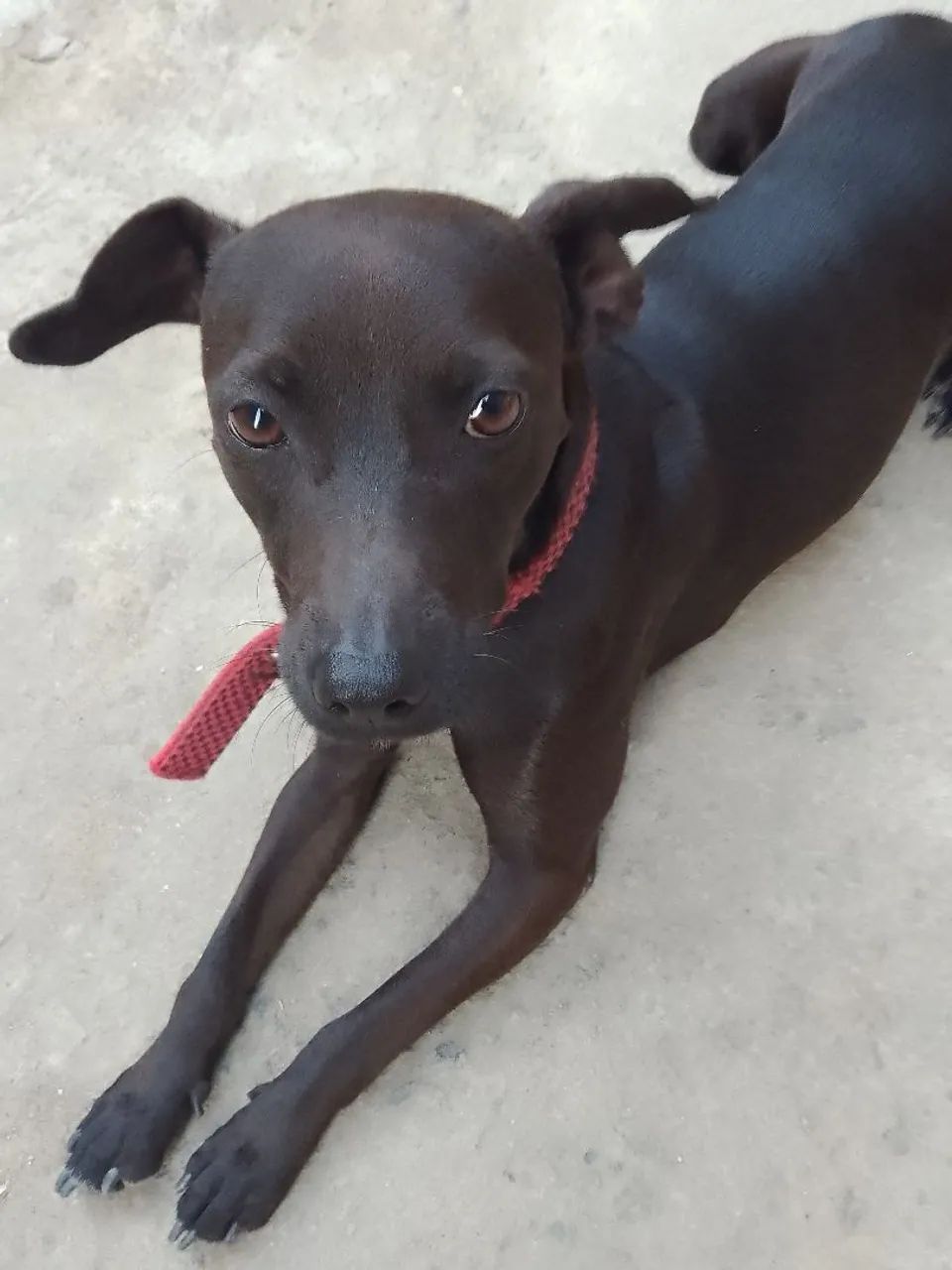 Doação cachorro 