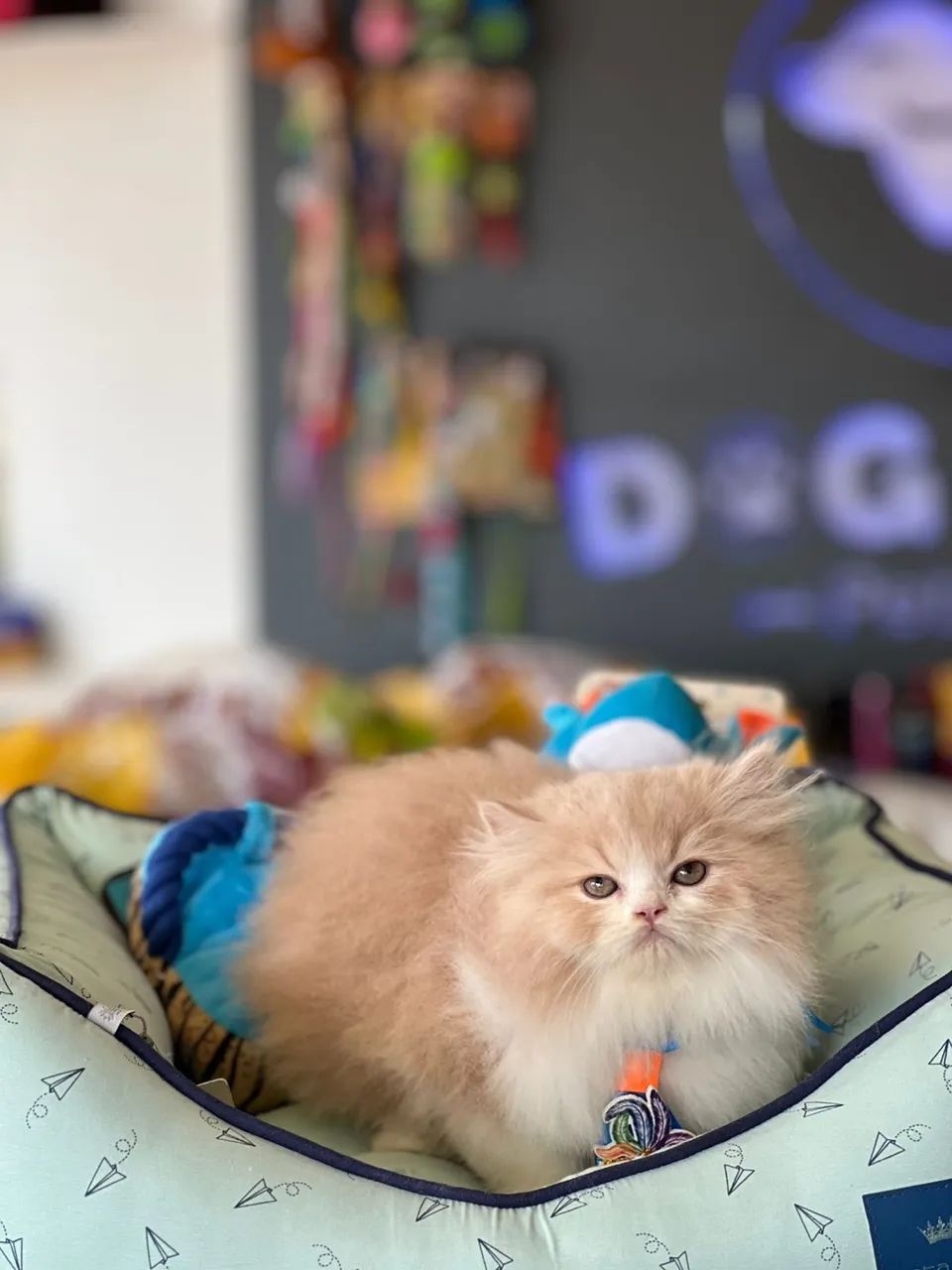 Filhote de gato persa  - Foto 2