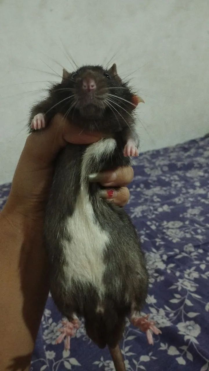 Rato Twister 