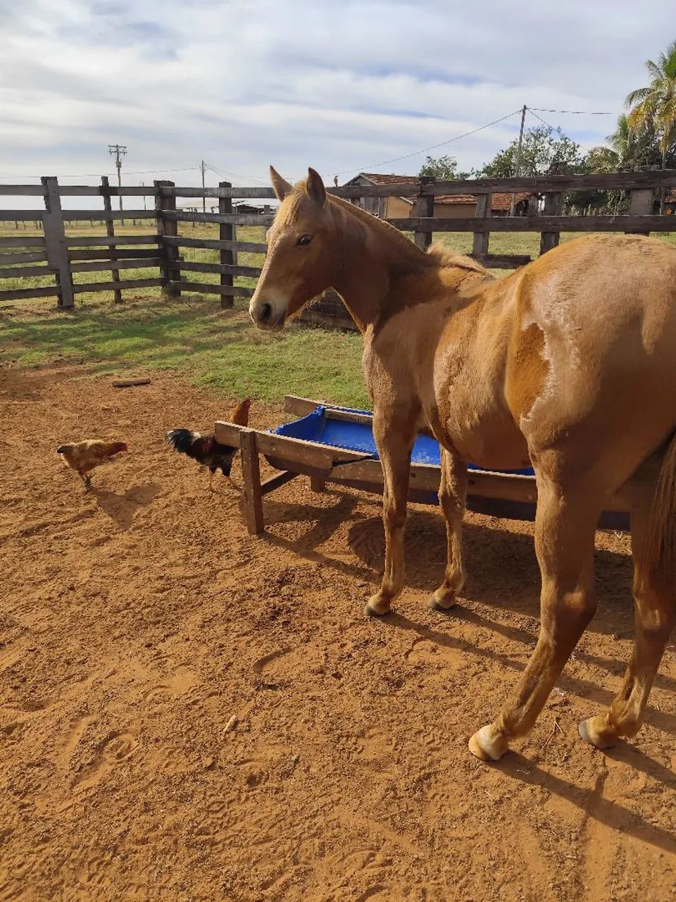 Potra Quarto de milha - Foto 4