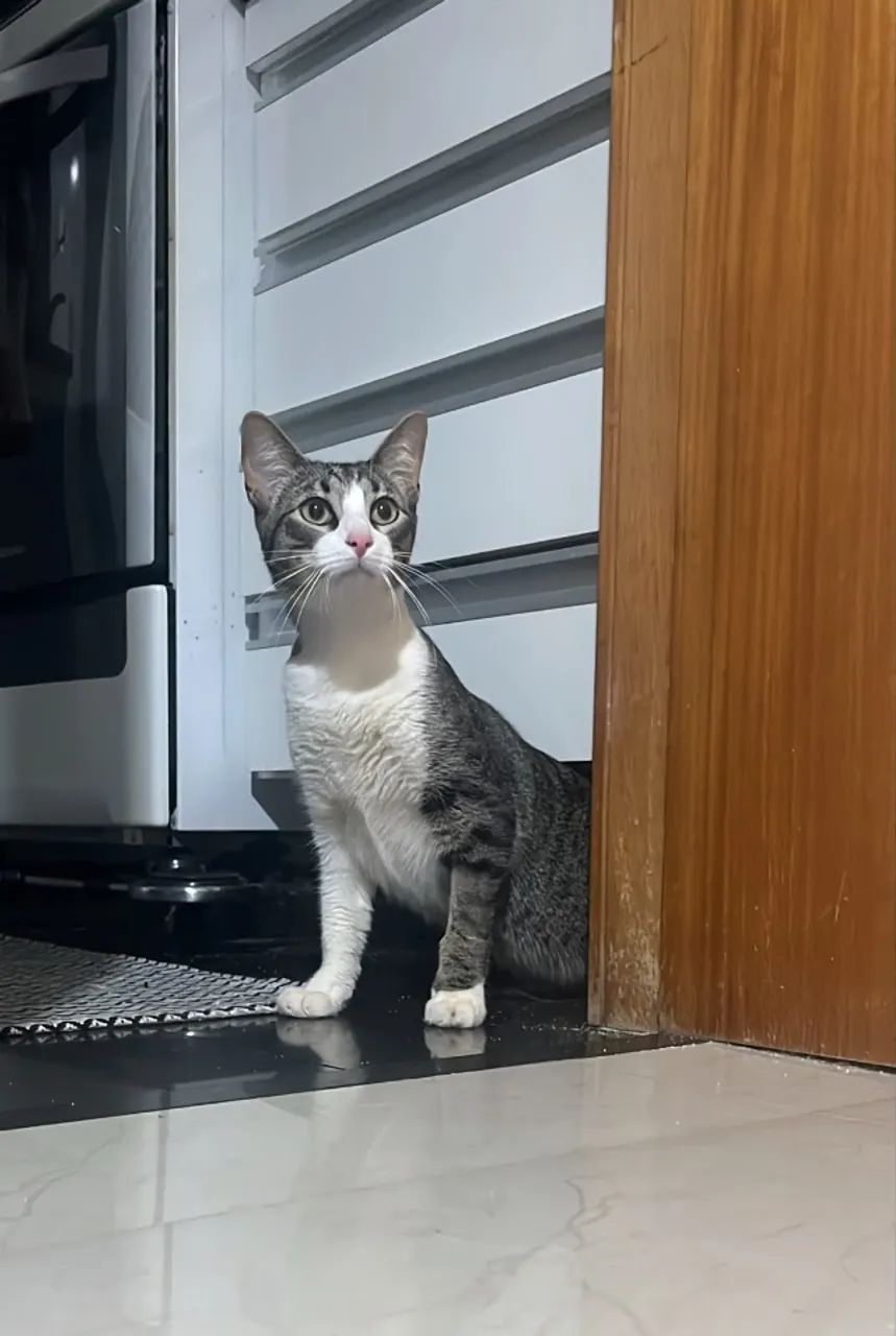 Gato - Foto 4