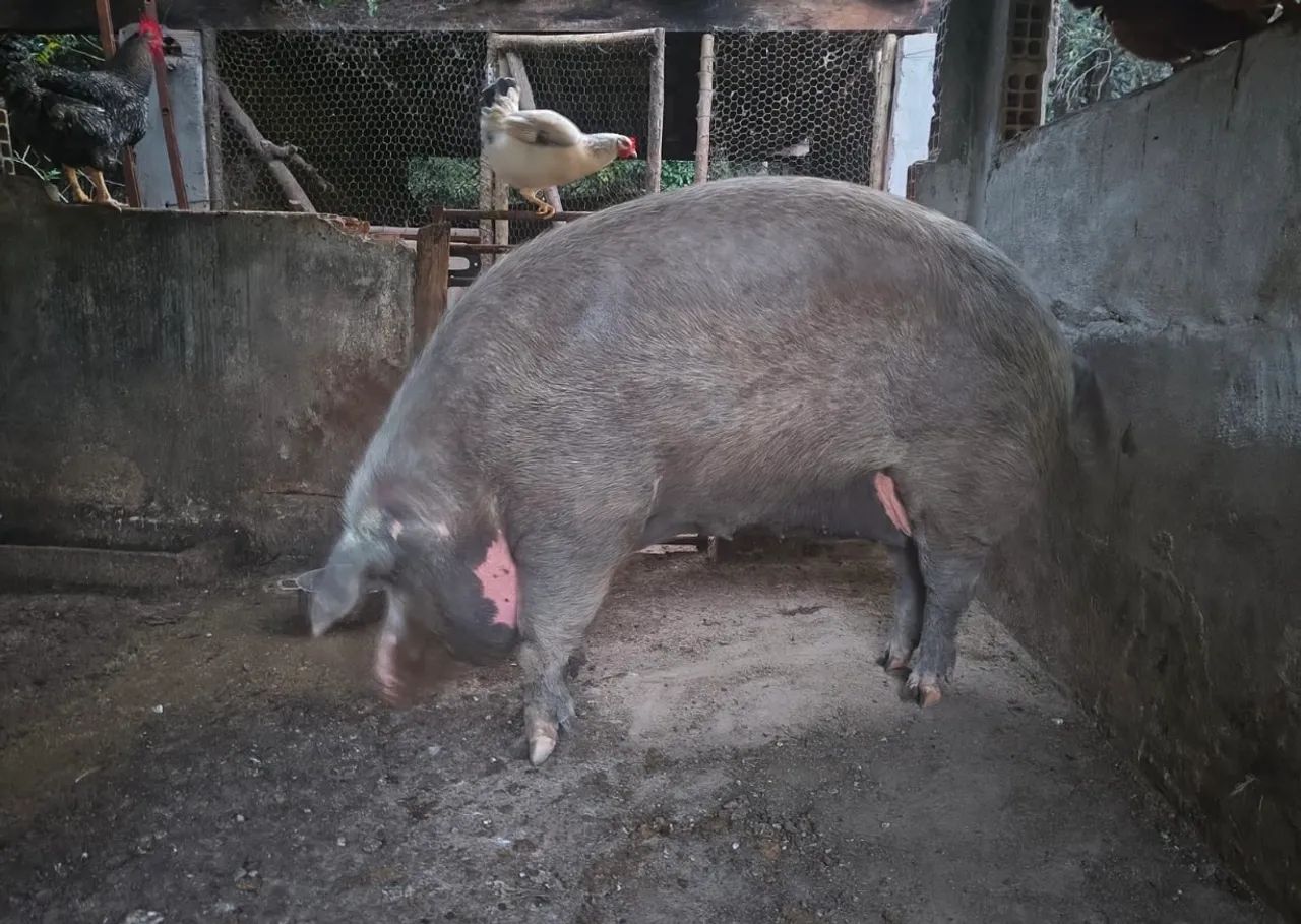 Leitão  - Foto 2