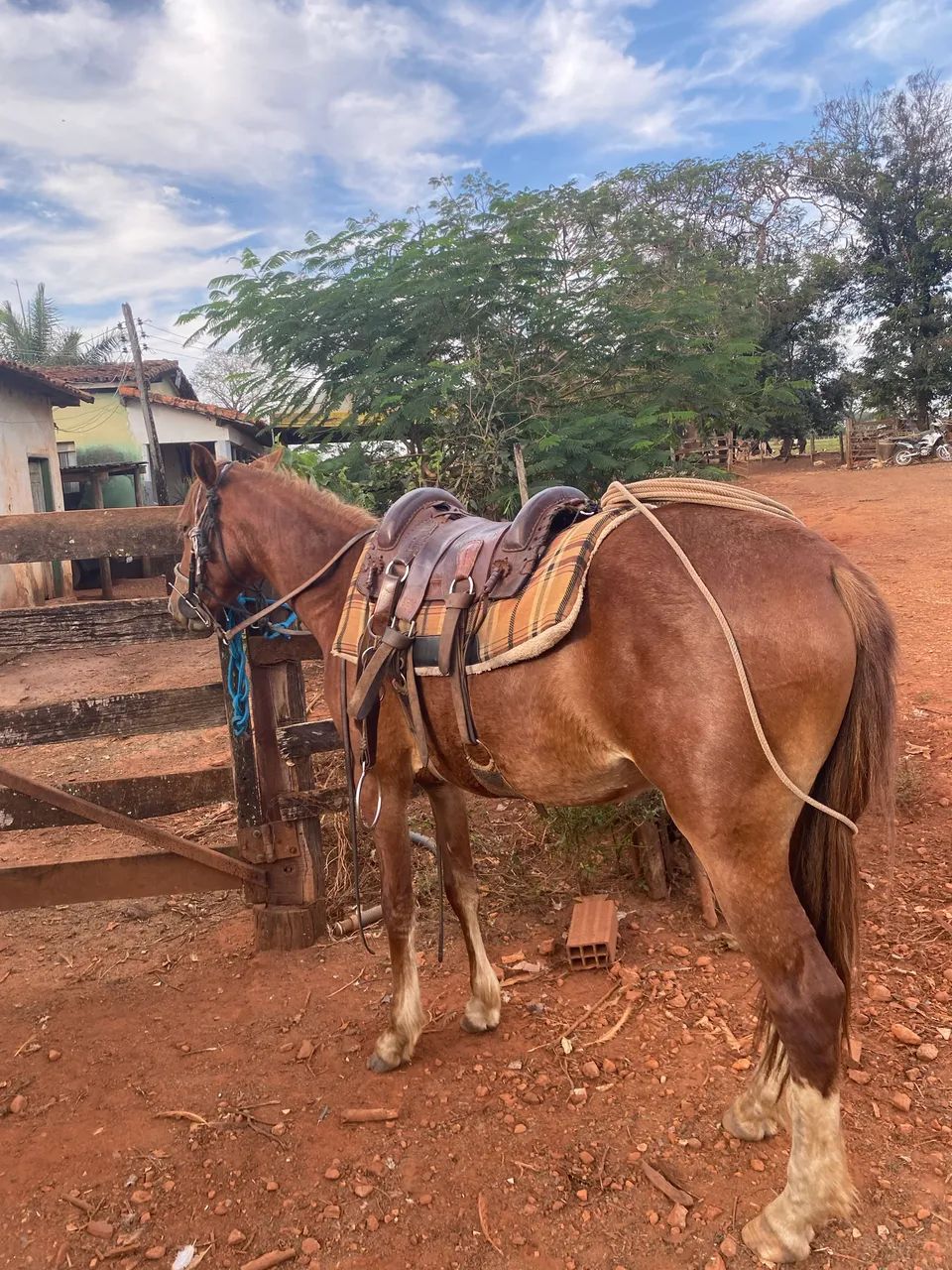 Potra a venda  - Foto 3