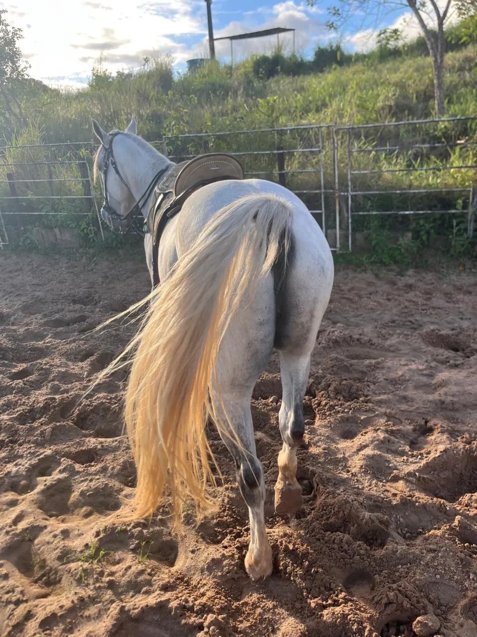 Cavalo QM - Foto 4