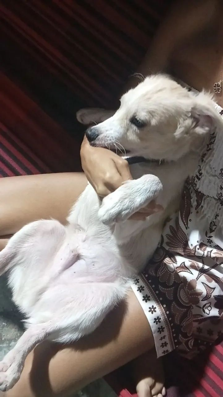 Vende-se cachorrinho  - Foto 2