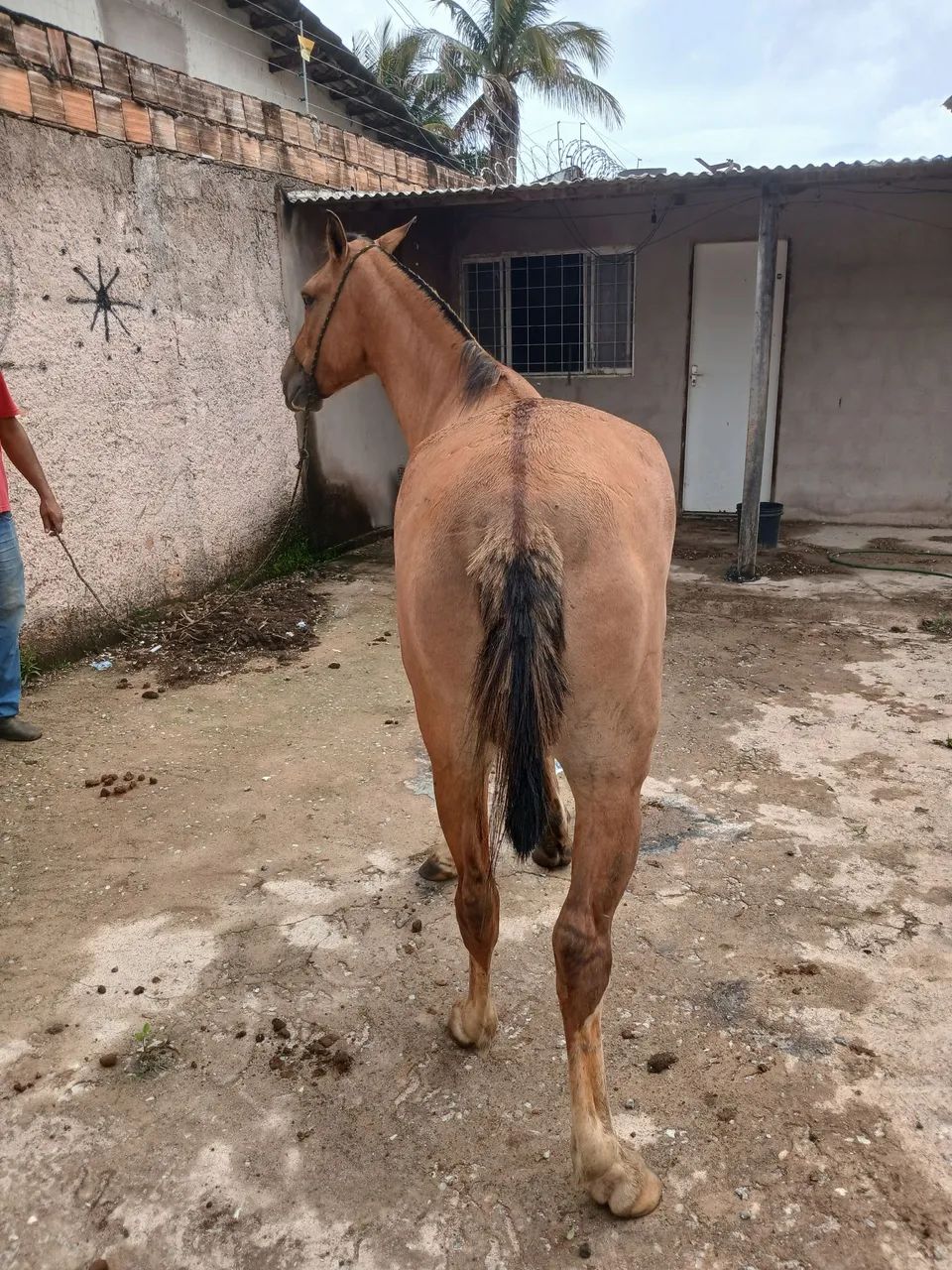 Potro caminhado top - Foto 6