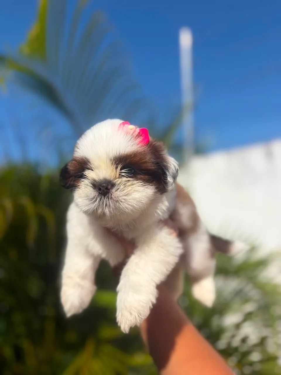 Femeas shihtzu disponível  - Foto 2
