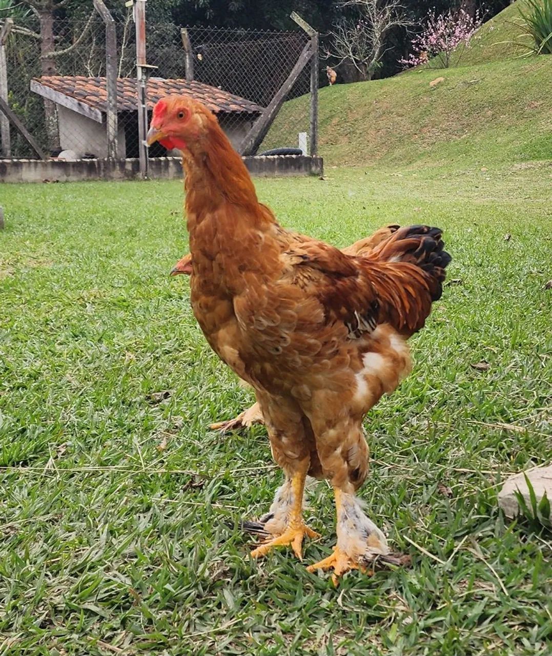 Frangos mestiço brahma - Foto 5