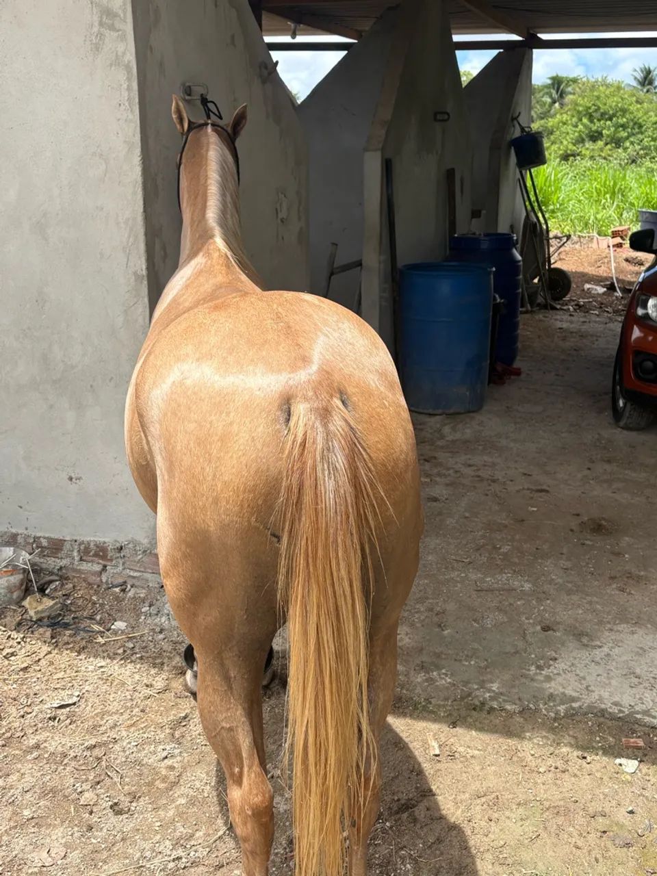 Cavalo Qm 