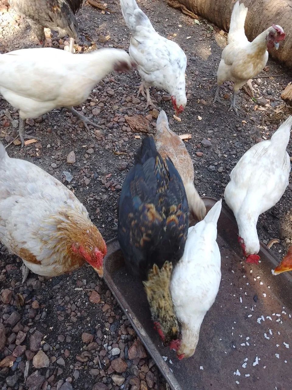 GALINHAS GARNIZES BARATO, SAUDÁVEIS, E BOTANDO ? OVOS. - Foto 2