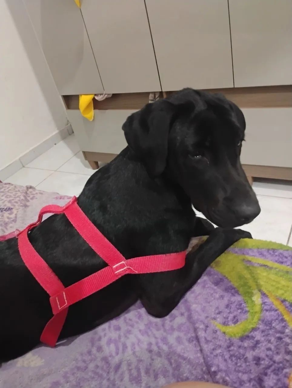 Adoção de labradora - Foto 2