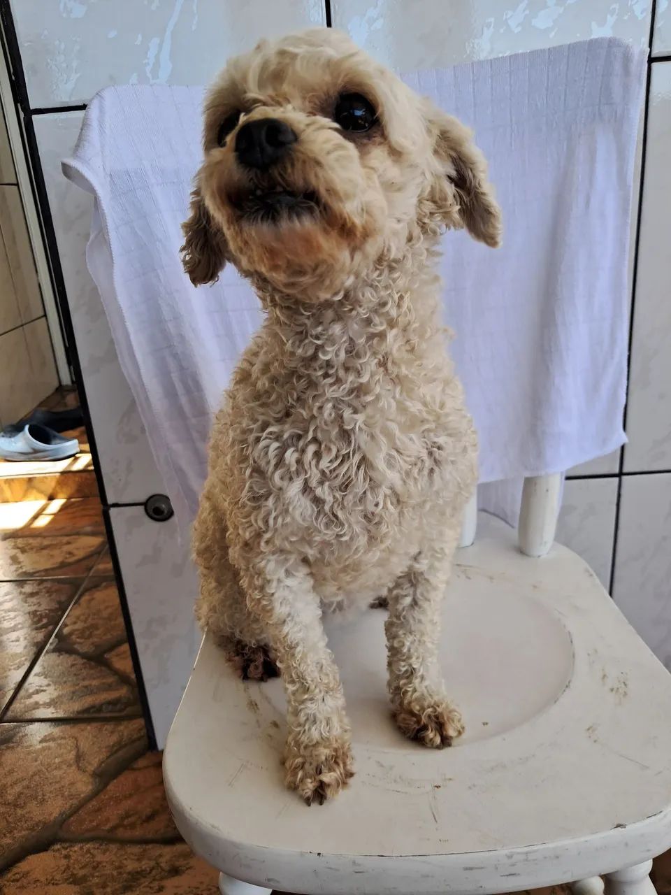 Doação de cachorro  - Foto 2