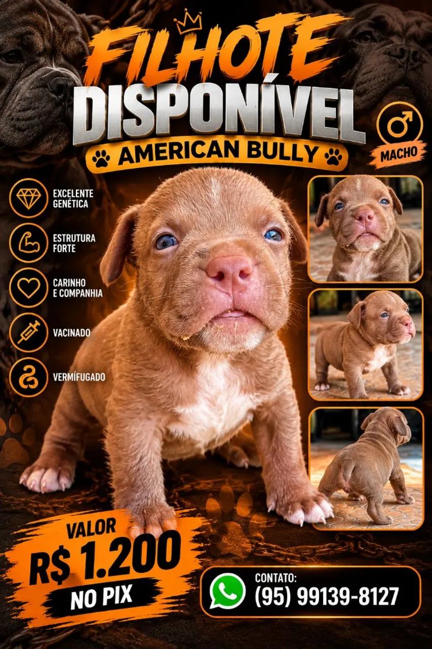 American Bully standard  - Foto 2