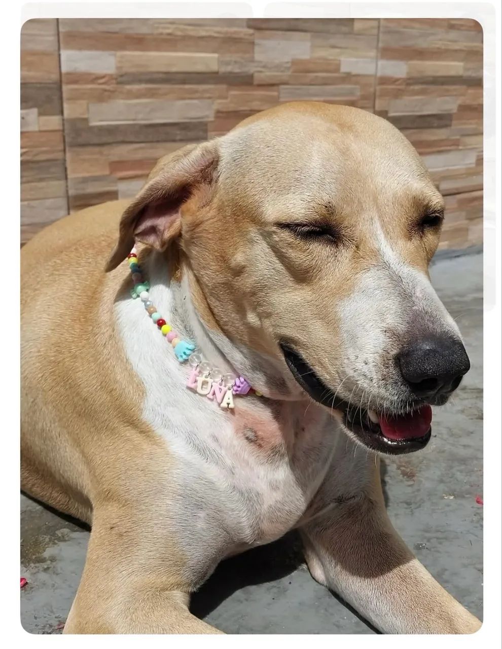 Colar para Pet - Foto 4