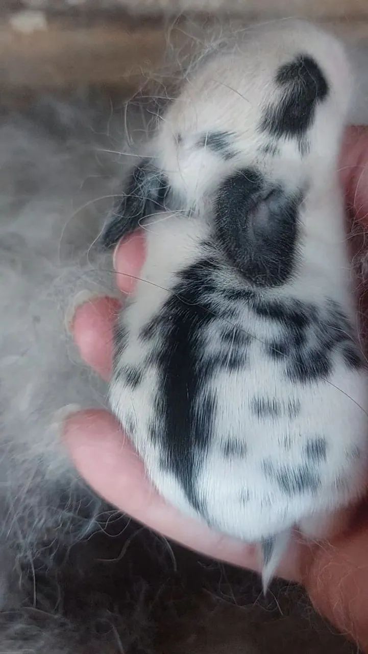 Mini Coelho Branco e Cinza muito dóceis e carinhosos  - Foto 2