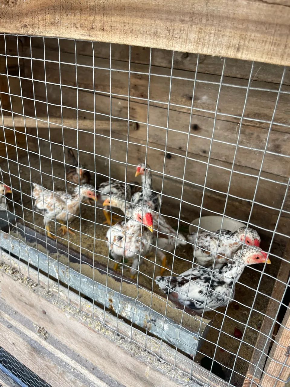 Frango Ko shamo  - Foto 4