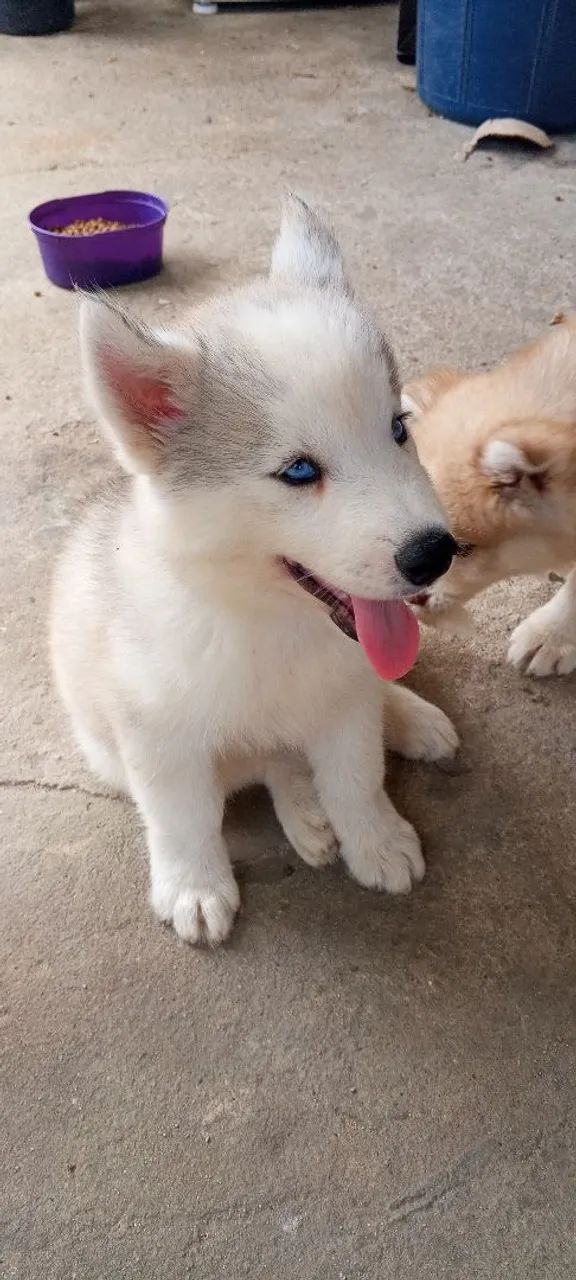 Husky siberiano