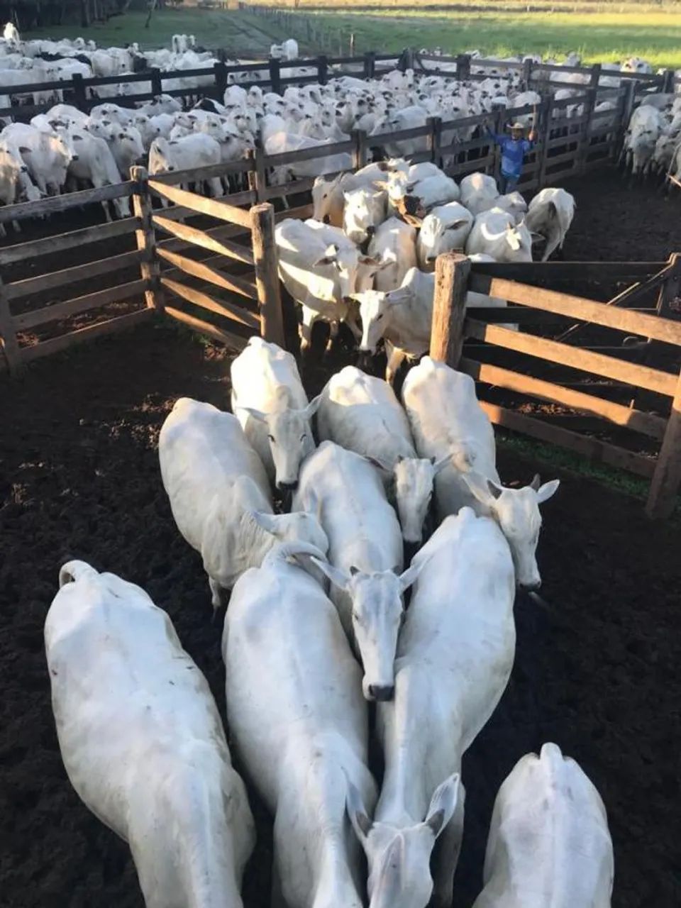 Vende-se Fazenda no Município Peixe, Tocantins - Foto 3