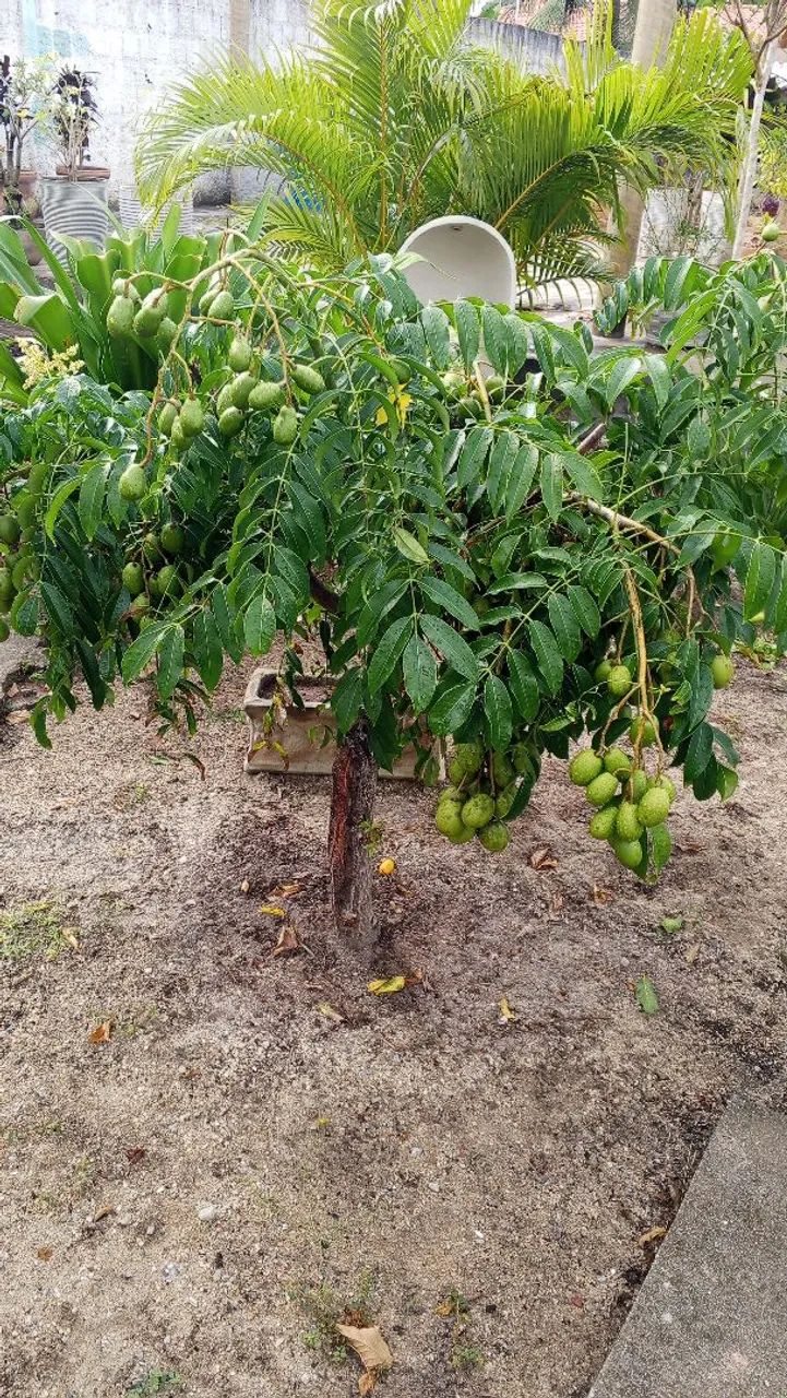 Cajarana precoce - Foto 3