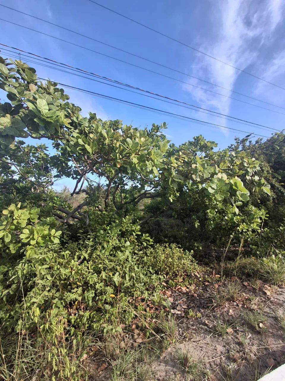 Terreno em águas de Sauipe  - Foto 5