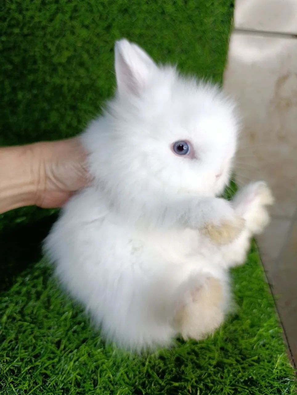 Mini Coelhos