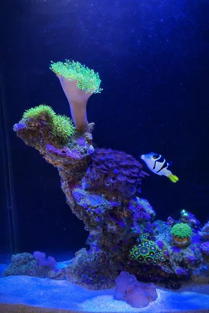 Aquário Marinho Completo 105L - Estrutura Premium e Estável - Foto 3