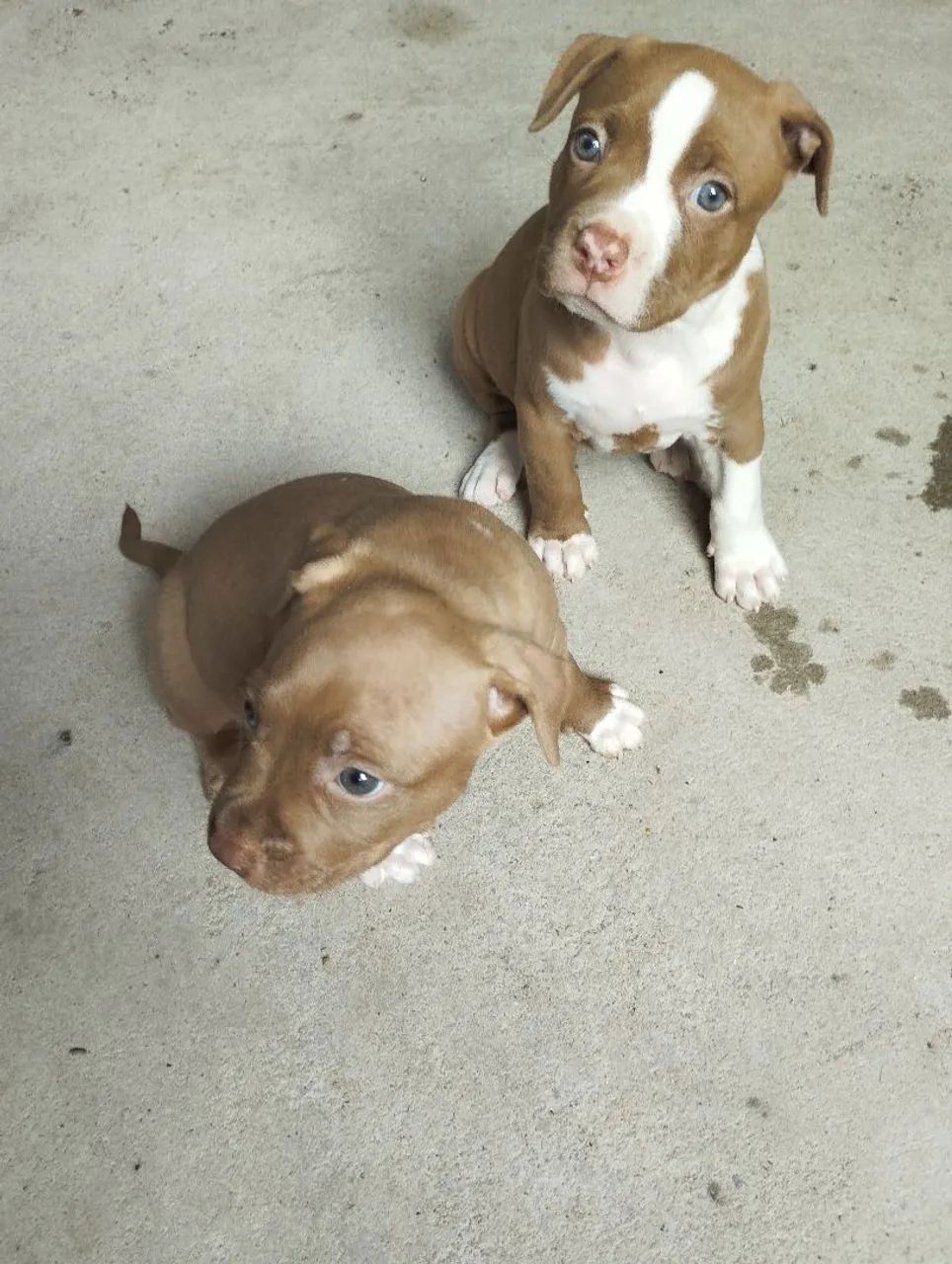 Cachorros 