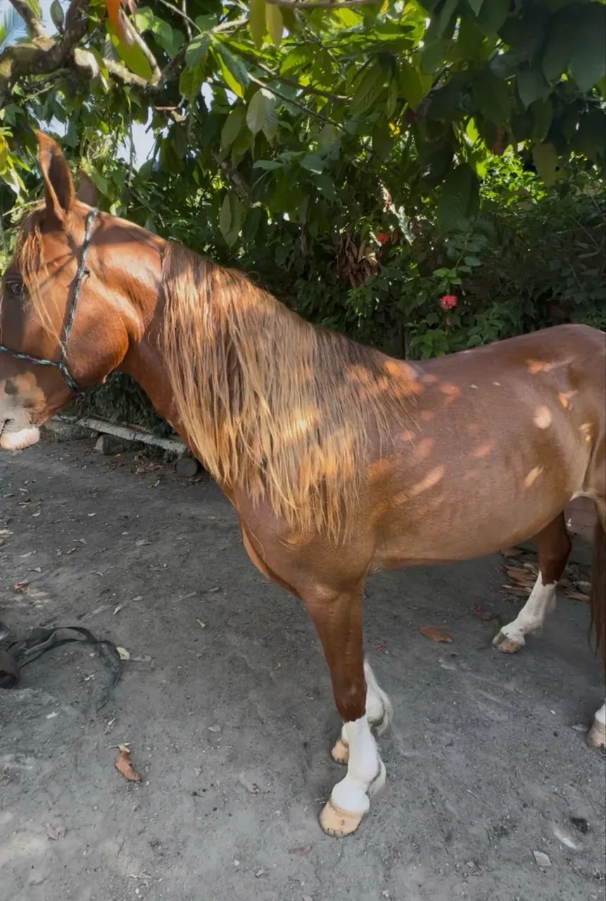 Cavalo Mangalarga marchador  - Foto 4