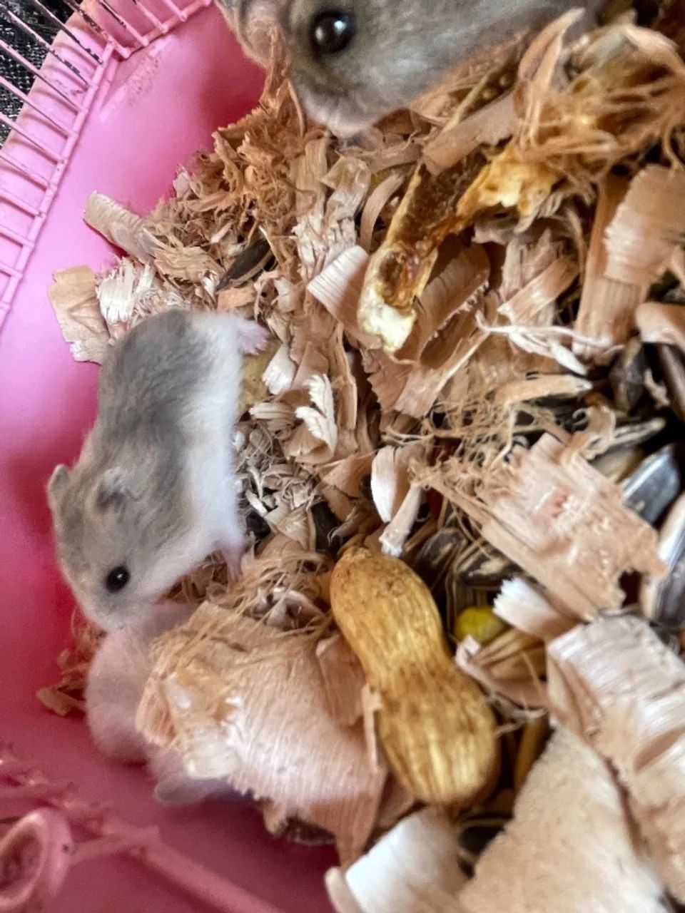 Hamster anão russo  - Foto 4