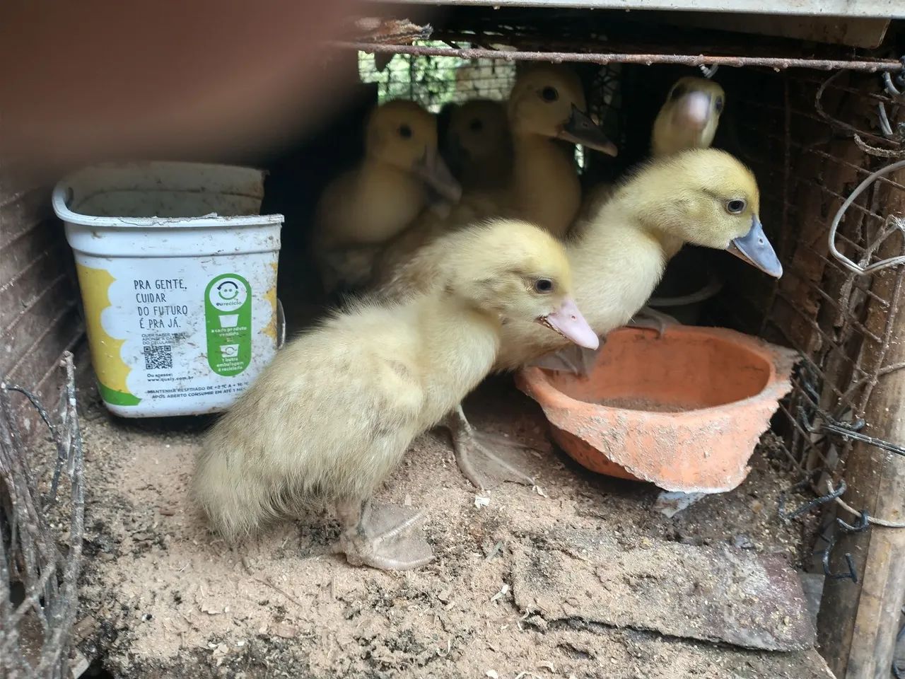 Patinhos com boa idade , espertos e com preço promocional - Foto 4