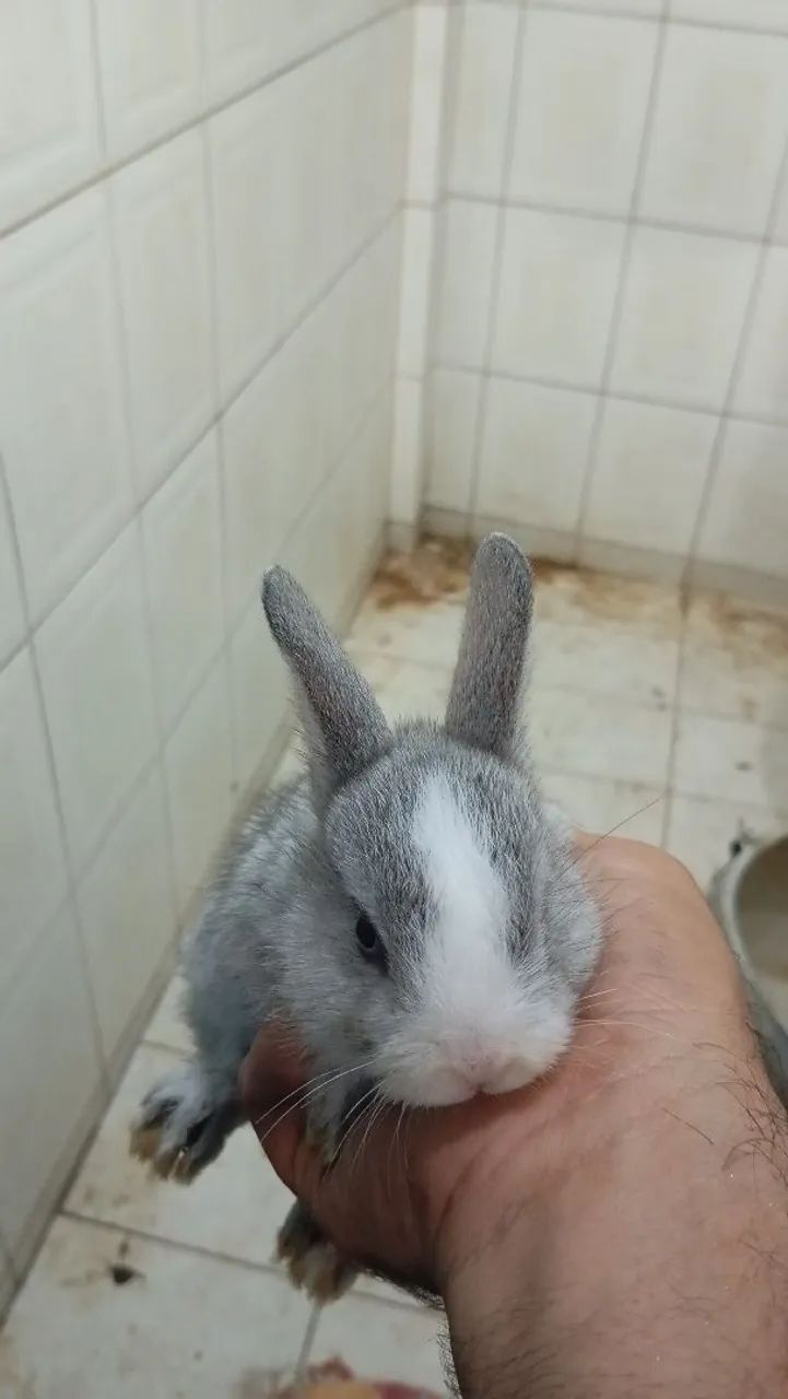 Filhotes de coelho  - Foto 3