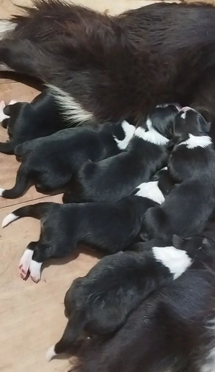 Border Collie - Pedigree CBKC