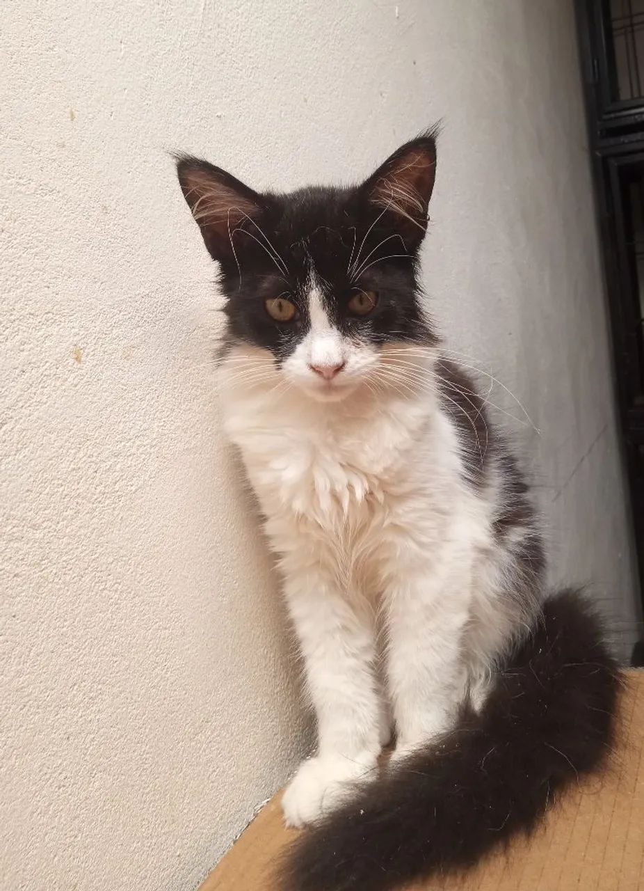 Filhote fêmea de Maine Coom  - Foto 6